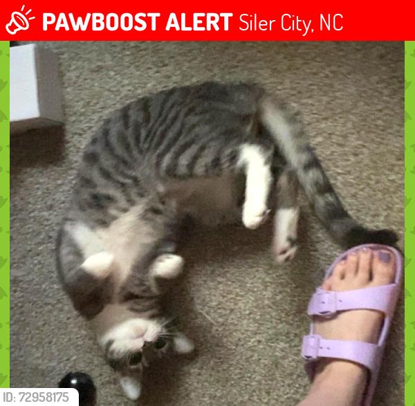 Lost Male Cat last seen Near Poe Road, Siler City, NC 27344