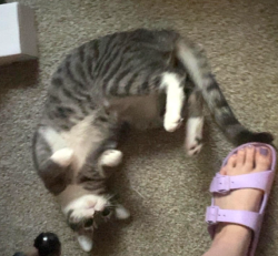 Lost Male Cat last seen Near Poe Road, Siler City, NC 27344