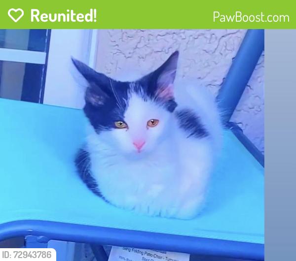 Reunited Female Cat last seen Near W Charleston Blvd, Las Vegas, NV 89117, USA, Las Vegas, NV 89117