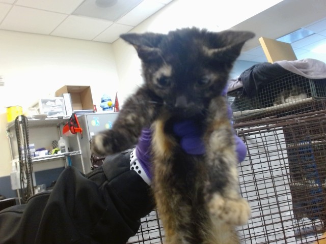 Shelter Stray Female Cat last seen Near BLOCK NW 8 ST, Doral, FL 33122