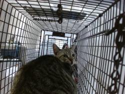 Shelter Stray Unknown Cat last seen Near BLOCK NW 204 ST, Doral, FL 33122