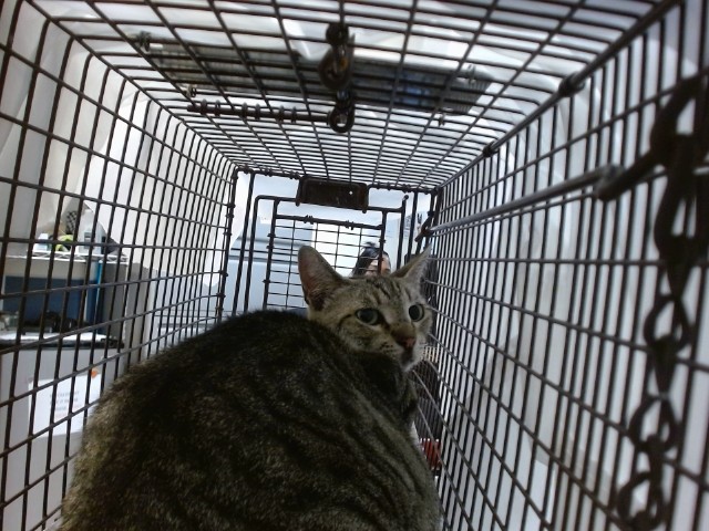 Shelter Stray Unknown Cat last seen Near BLOCK NW 204 ST, Doral, FL 33122
