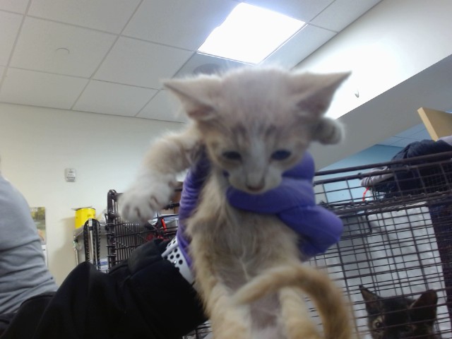 Shelter Stray Male Cat last seen Near BLOCK NW 8 ST, Doral, FL 33122