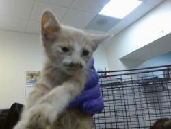 Shelter Stray Male Cat last seen Near BLOCK NW 8 ST, Doral, FL 33122