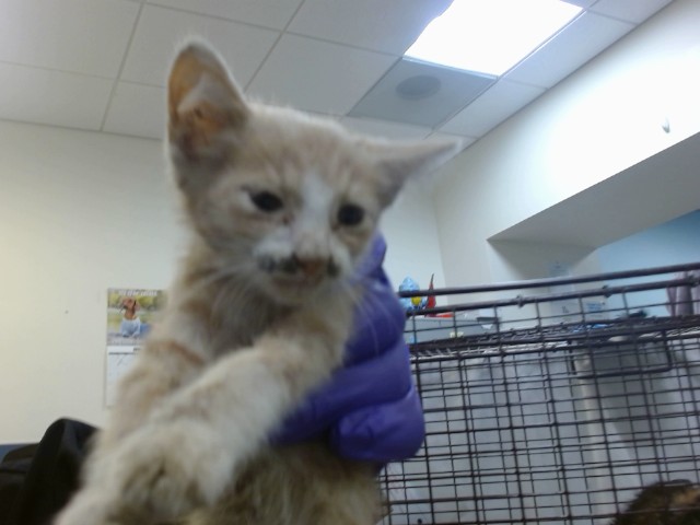 Shelter Stray Male Cat last seen Near BLOCK NW 8 ST, Doral, FL 33122