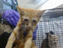 Shelter Stray Female Cat last seen Near BLOCK NW 8 ST, Doral, FL 33122