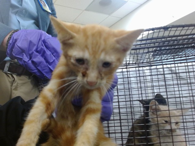 Shelter Stray Female Cat last seen Near BLOCK NW 8 ST, Doral, FL 33122
