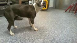Shelter Stray Female Dog last seen CHARLOTTE, Charlotte, NC 28217