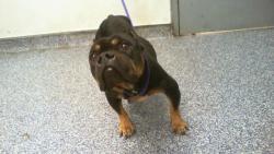 Shelter Stray Female Dog last seen CHARLOTTE, Charlotte, NC 28217