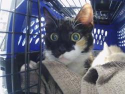 Shelter Stray Female Cat last seen CHARLOTTE, Charlotte, NC 28217