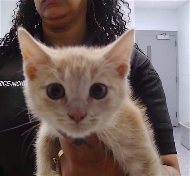 Shelter Stray Unknown Cat last seen CHARLOTTE, Charlotte, NC 28217