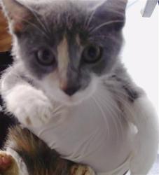 Shelter Stray Unknown Cat last seen CHARLOTTE, Charlotte, NC 28217