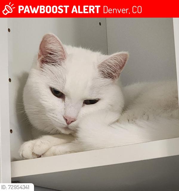 Lost Female Cat last seen S Monaco Pkwy & E Mississippi Avwe, Denver, CO 80224