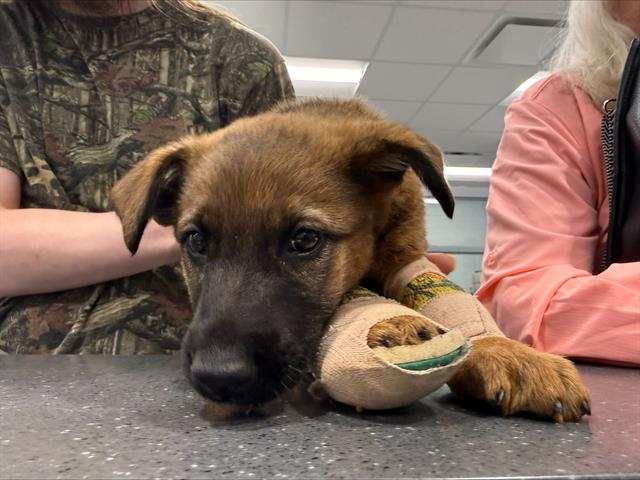 Shelter Stray Female Dog last seen CHARLOTTE, 8315 Byrum Dr, Charlotte, NC 28217, USA