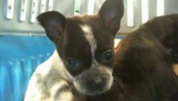 Shelter Stray Male Dog last seen CHARLOTTE, Charlotte, NC 28217