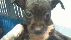 Shelter Stray Male Dog last seen CHARLOTTE, Charlotte, NC 28217
