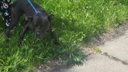 Shelter Stray Male Dog last seen Near BLOCK GILCHRIST ST, DETROIT, MI 48235, Detroit, MI 48211