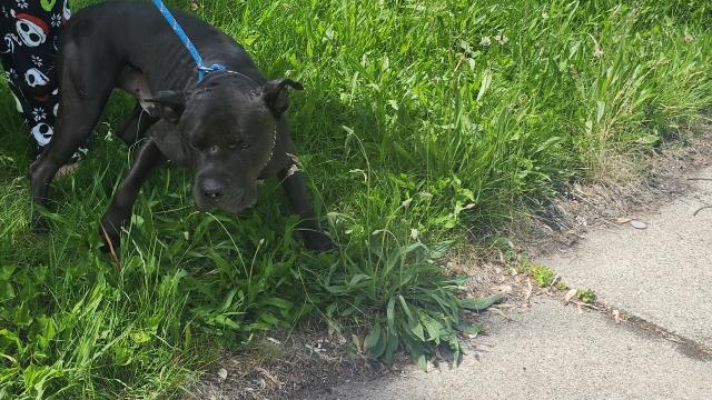 Shelter Stray Male Dog last seen Near BLOCK GILCHRIST ST, DETROIT, MI 48235, Detroit, MI 48211
