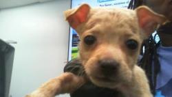 Shelter Stray Male Dog last seen CHARLOTTE, Charlotte, NC 28217