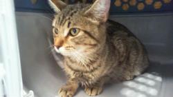 Shelter Stray Female Cat last seen CHARLOTTE, Charlotte, NC 28217