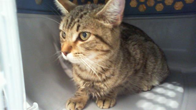 Shelter Stray Female Cat last seen CHARLOTTE, Charlotte, NC 28217