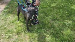Shelter Stray Male Dog last seen Near BLOCK GILCHRIST ST, DETROIT, MI 48235, Detroit, MI 48211