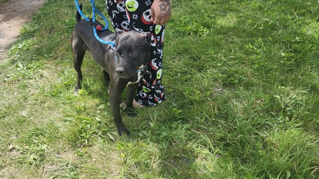 Shelter Stray Male Dog last seen Near BLOCK GILCHRIST ST, DETROIT, MI 48235, Detroit, MI 48211