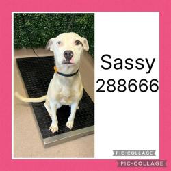 Shelter Stray Female Dog last seen SUWANEE AVE, Macon, GA 31216