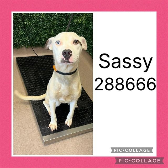 Shelter Stray Female Dog last seen SUWANEE AVE, Macon, GA 31216