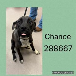 Shelter Stray Male Dog last seen SUWANEE AVE, Macon, GA 31216