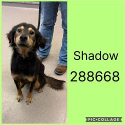 Shelter Stray Male Dog last seen SUWANEE AVE, Macon, GA 31216