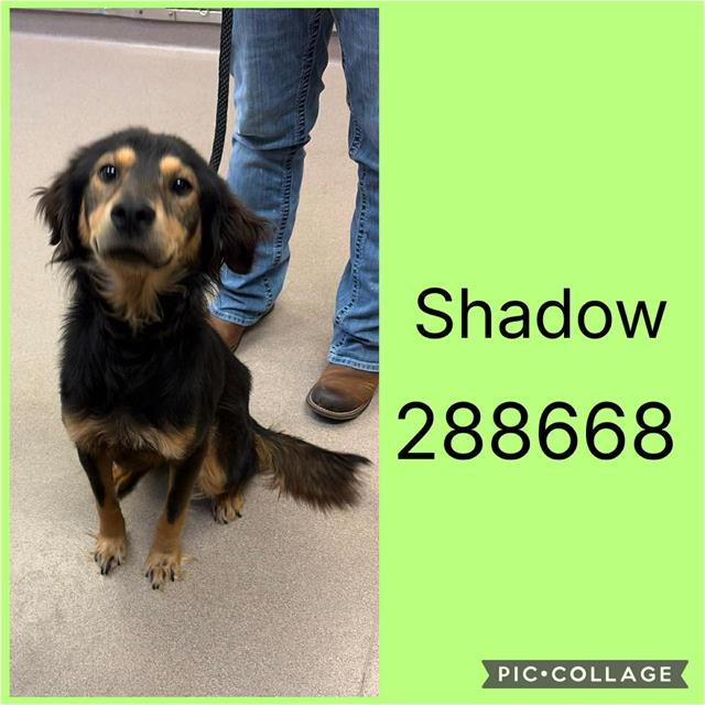 Shelter Stray Male Dog last seen SUWANEE AVE, Macon, GA 31216