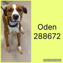 Shelter Stray Male Dog last seen POPLAR PASS, Macon, GA 31216