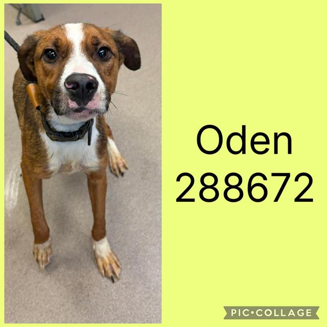Shelter Stray Male Dog last seen POPLAR PASS, Macon, GA 31216