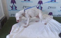 Shelter Stray Male Dog last seen , Orlando, FL 32839