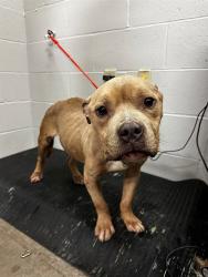 Shelter Stray Male Dog last seen EUNICE AVE/SAPPHIRE AVE, 63136, Olivette, MO 63132
