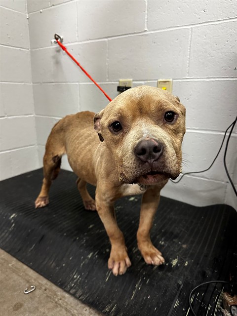 Shelter Stray Male Dog last seen EUNICE AVE/SAPPHIRE AVE, 63136, Olivette, MO 63132