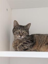 Shelter Stray Female Cat last seen Near , 2600 S Harding St, Indianapolis, IN 46221, USA