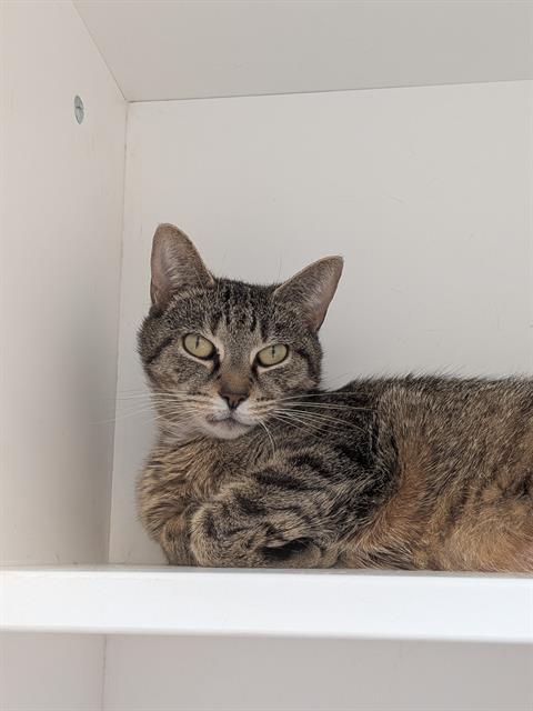 Shelter Stray Female Cat last seen Near , 2600 S Harding St, Indianapolis, IN 46221, USA