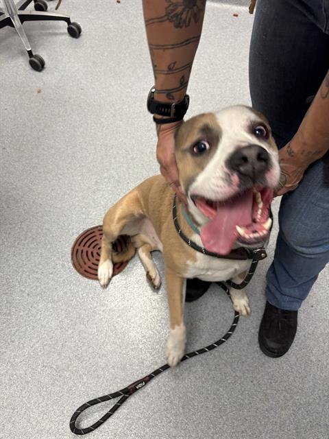 Shelter Stray Male Dog last seen Near , Indianapolis, IN 46221