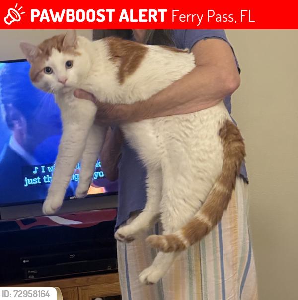 Lost Male Cat last seen stillbridge lane & university parkway, Ferry Pass, FL 32514