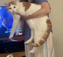 Lost Male Cat last seen stillbridge lane & university parkway, Ferry Pass, FL 32514