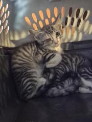 Shelter Stray Male Cat last seen Near BLOCK GARDINA ST, San Antonio, TX 78227