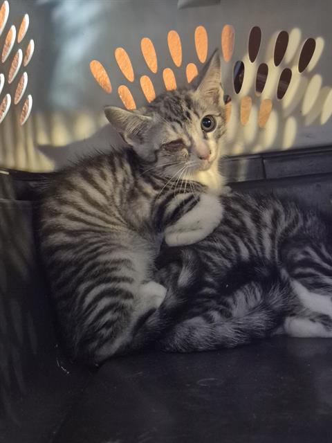 Shelter Stray Male Cat last seen Near BLOCK GARDINA ST, San Antonio, TX 78227