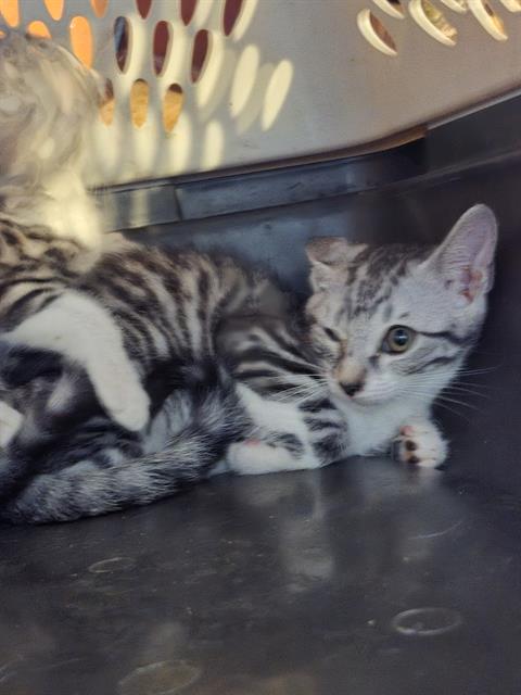 Shelter Stray Male Cat last seen Near BLOCK GARDINA ST, San Antonio, TX 78227
