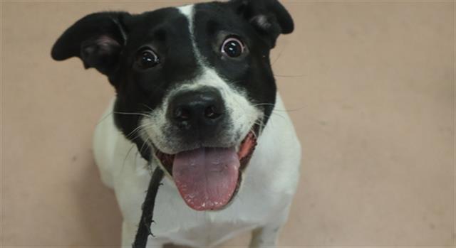 Shelter Stray Female Dog last seen Near BLOCK DAKOTA ST, Columbia, SC 29209