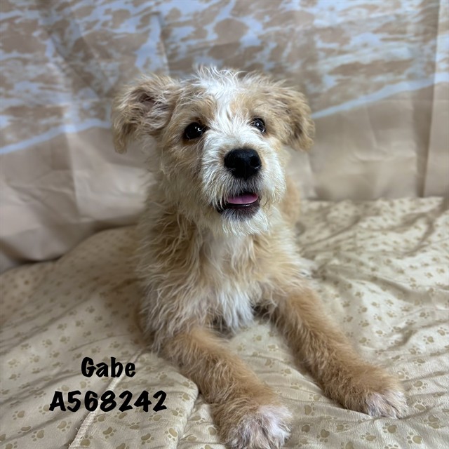Shelter Stray Male Dog last seen HENDERSON RD, Huntsville, AL 35805