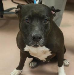 Shelter Stray Female Dog last seen Near BLOCK IRENE RD, Columbia, SC 29209