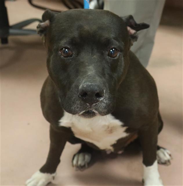 Shelter Stray Female Dog last seen Near BLOCK IRENE RD, Columbia, SC 29209