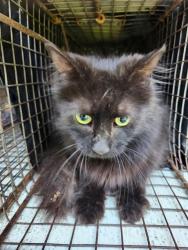 Shelter Stray Female Cat last seen Near BLOCK OF OLEANDER RD, Huntsville, AL 35805